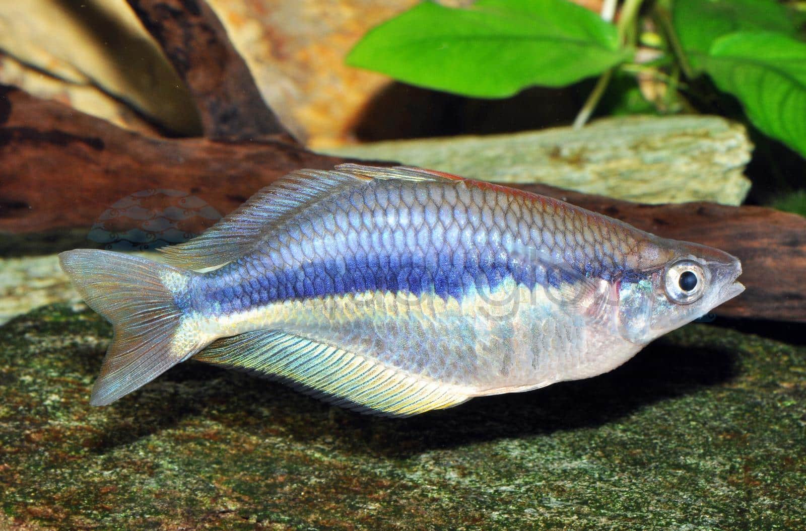 Allens Regenbogenfisch (Chilatherina alleni)
