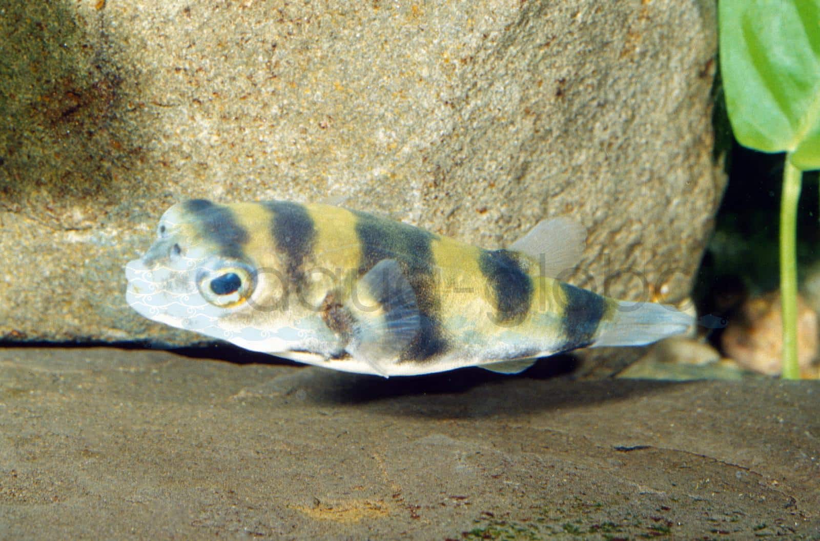 Assel-Süßwasserkugelfisch
