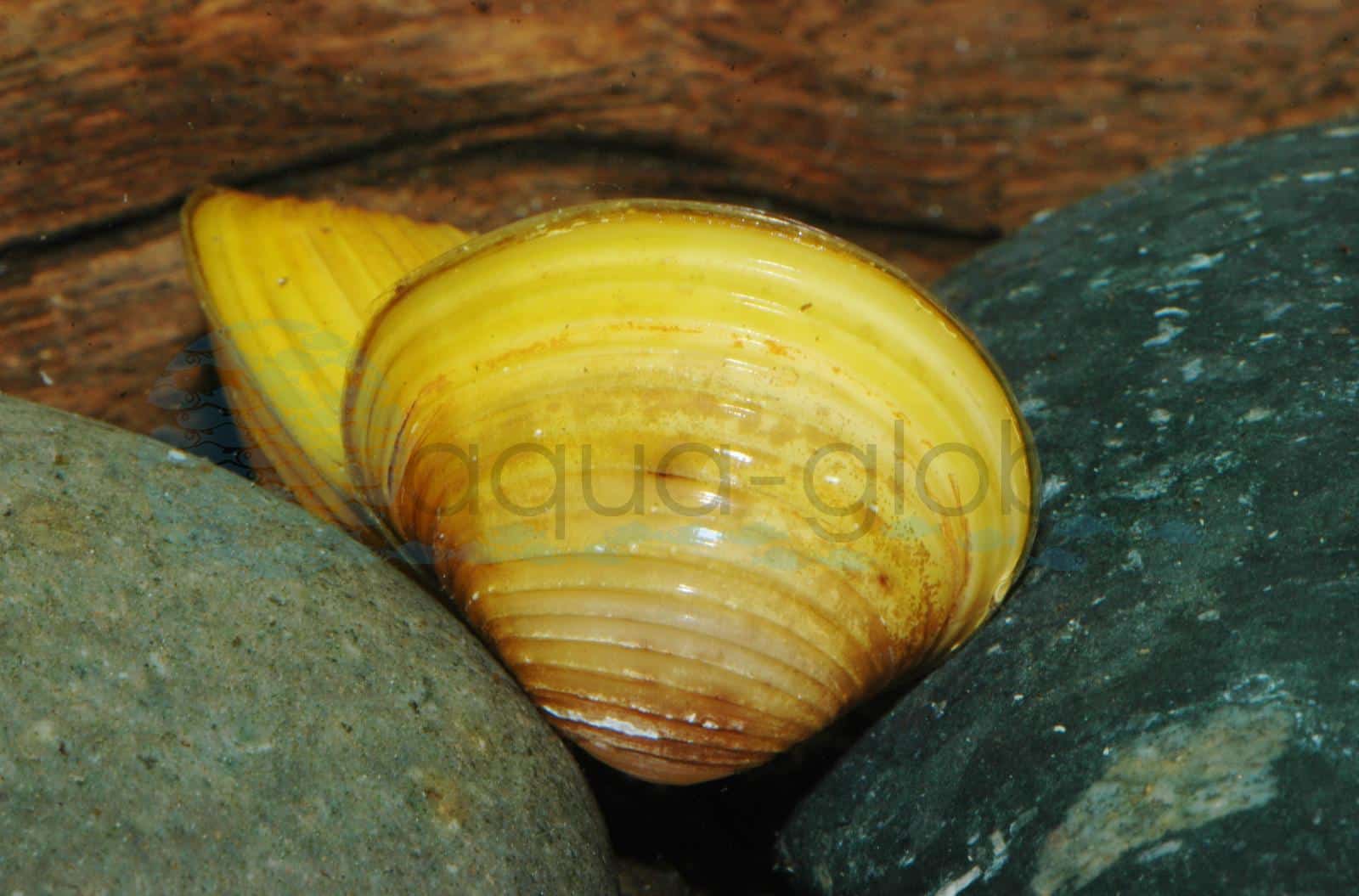 Goldene Rillen-Süßwassermuschel (Corbicula javanicus)