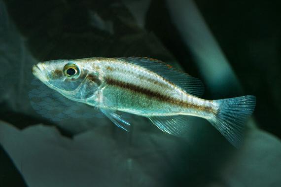 Messerbuntbarsch (Dimidiochromis compressiceps)