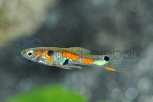 Endlers Guppys