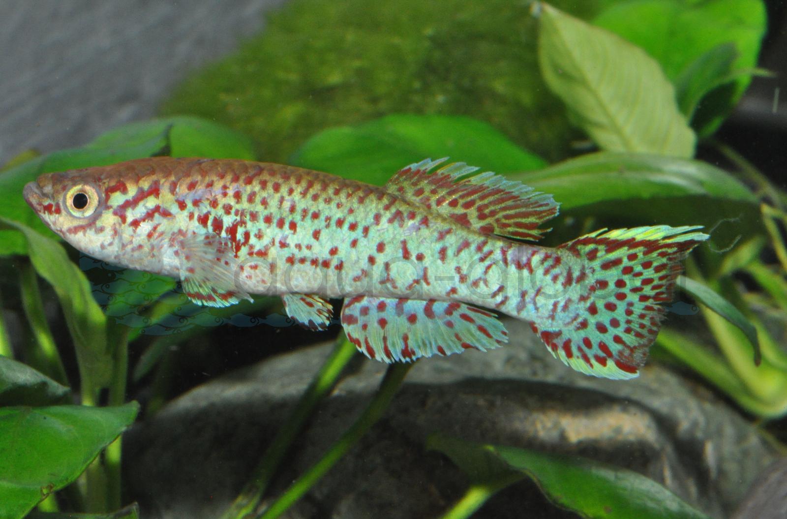 Gardners Prachtkärpfling (Fundulopanchax gardneri)