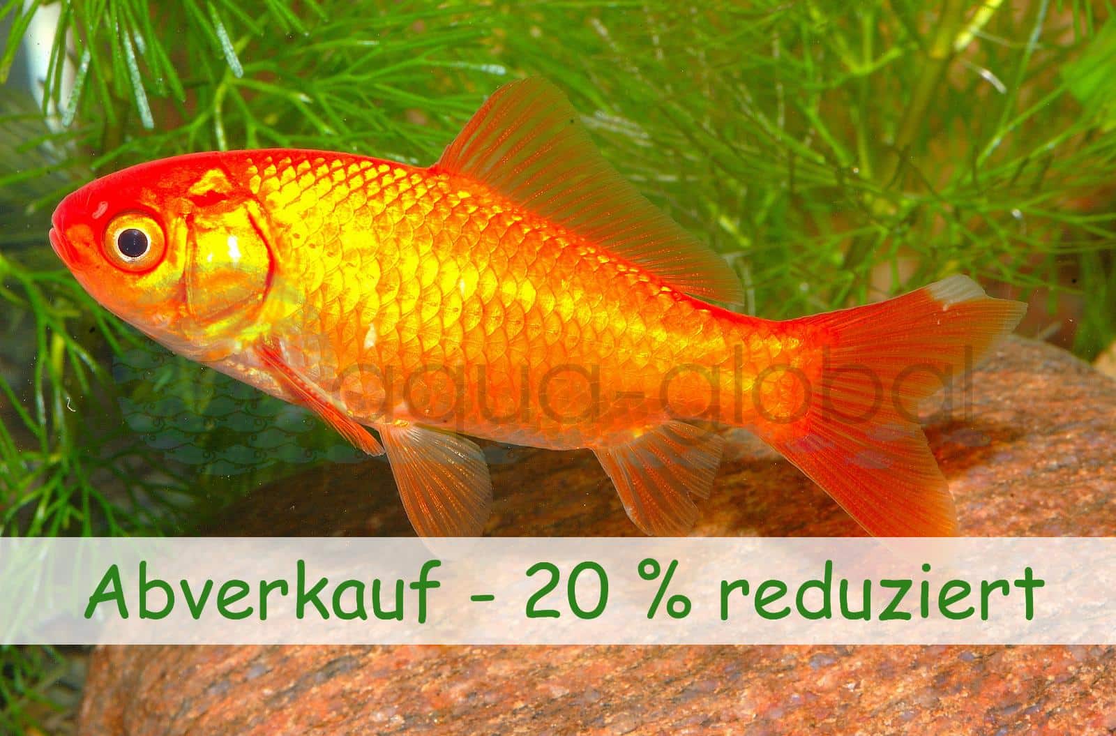 Goldfische -20 Prozent