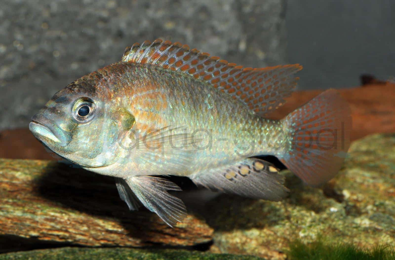 Schwarzkehl-Maulbrüter (Haplochromis burtoni)