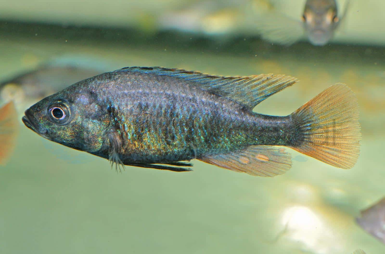 Glühkohlenmaulbrüter (Haplochromis nubilus)