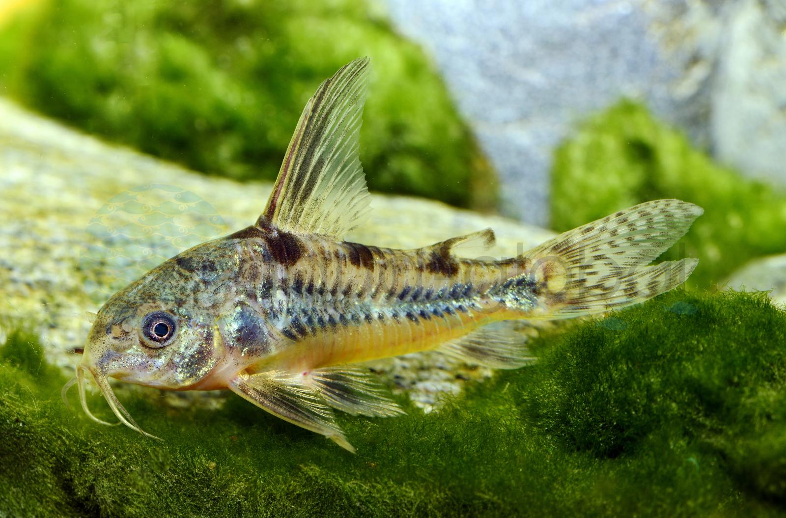 Langflossen-Panzerwels (Hoplisoma longipinne)