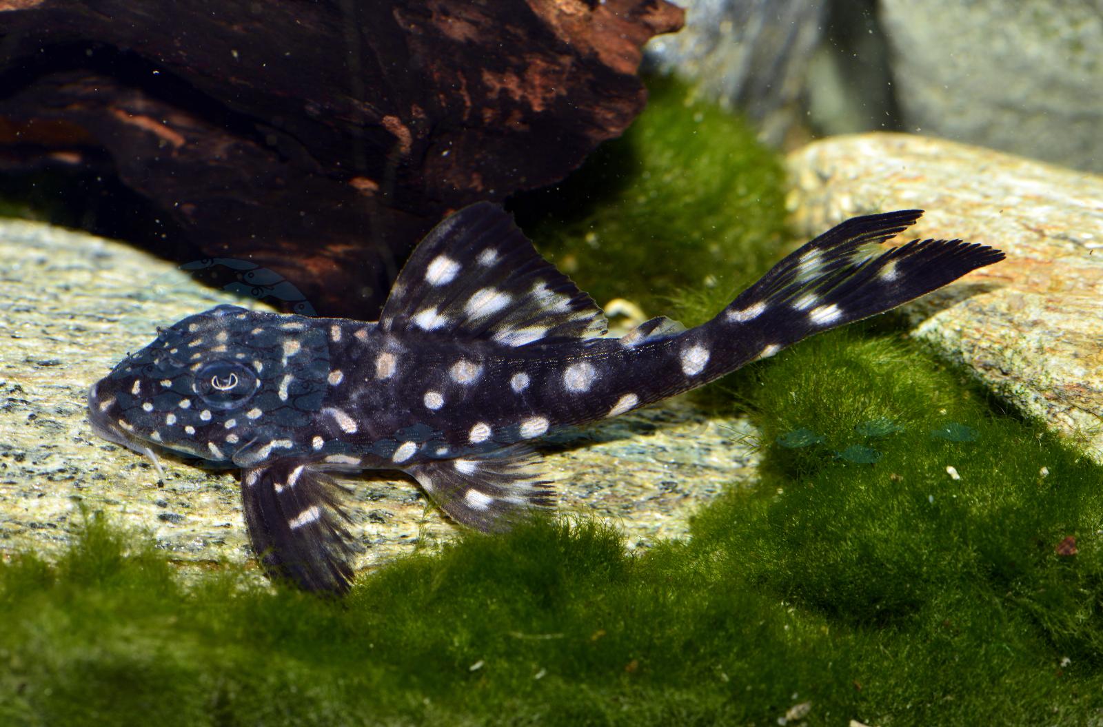 L 501 Mitu-Schneeball-Pleco (Hypancistrus cf. inspector "Mitu")