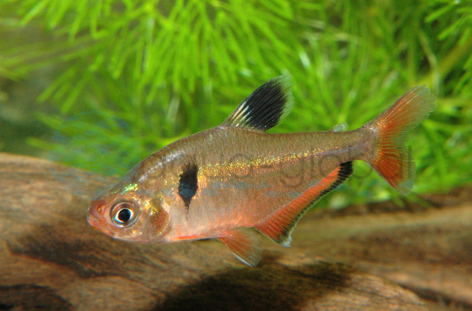Serpa-Salmler (Hyphessobrycon eques)