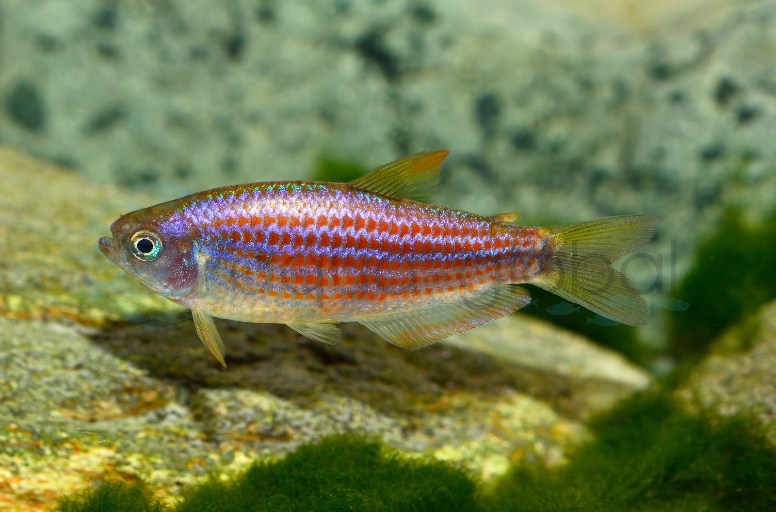 Rotstreifen-Königssalmler (Inpaichthys parauapiranga)