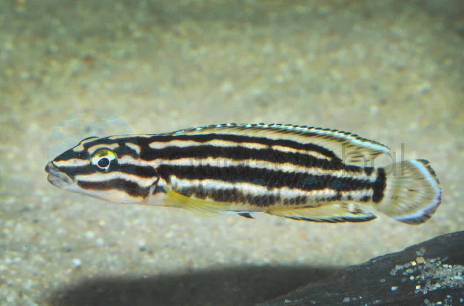Vierstreifen-Schlankcichlid (Julidochromis regani)