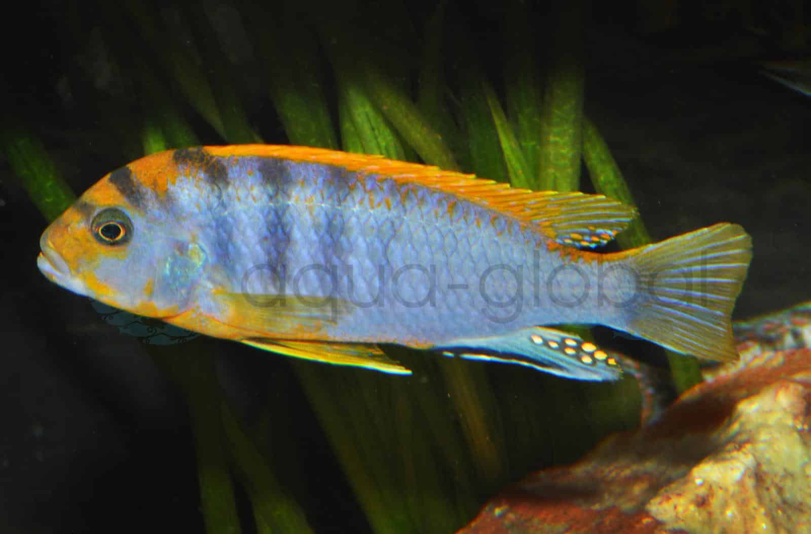 Blauer Labidochromis, "Red Top" (Labidochr. sp. "Hongi Red Top")