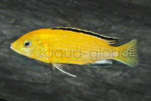 Gelber Labidochromis