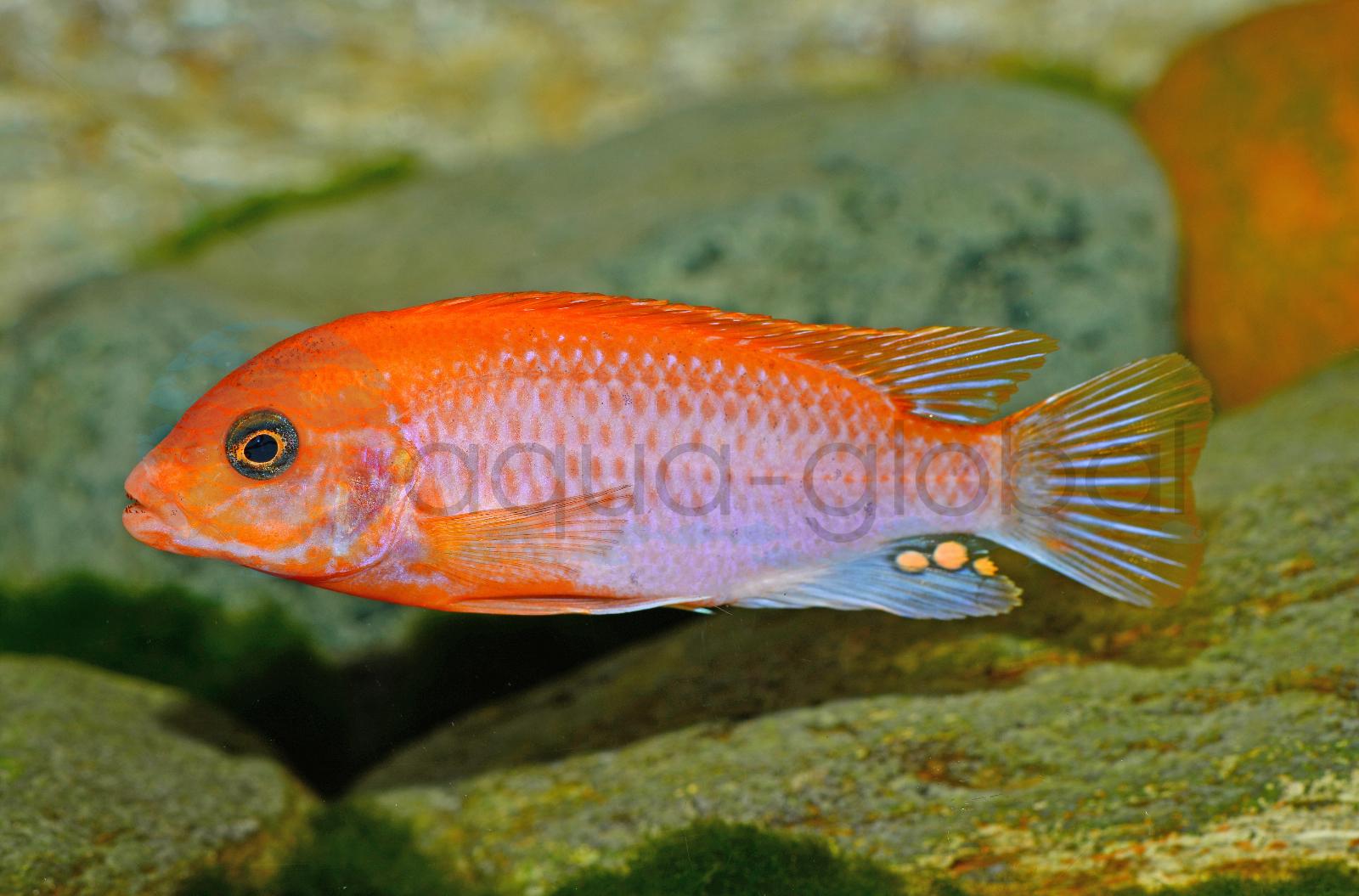 Sunflower-Labidochromis (Labidochromis sp. "Hongi-Sunflower")