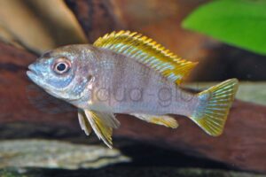 Perlmutt-Labidochromis