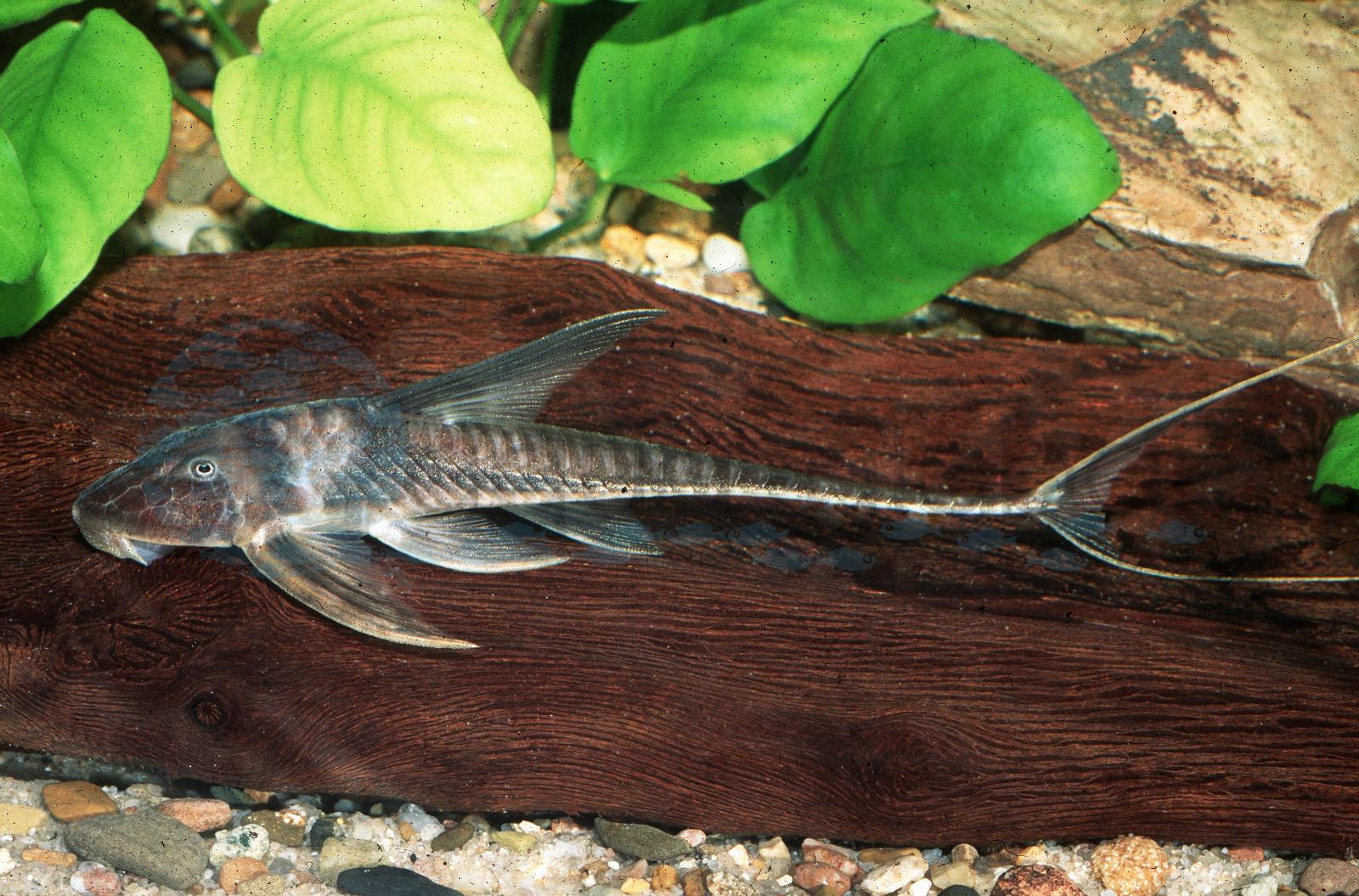 Filament-Störwels (Lamontichthys stibaros)