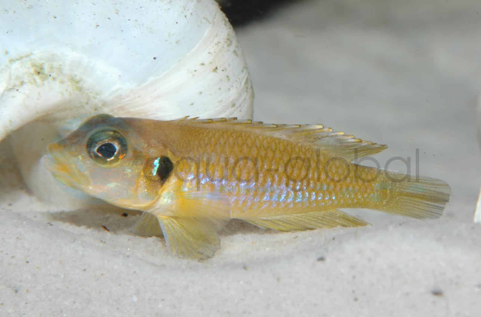 Augenfleck-Schneckenbarsch-Gold (Lamprologus ocellatus "Gold")