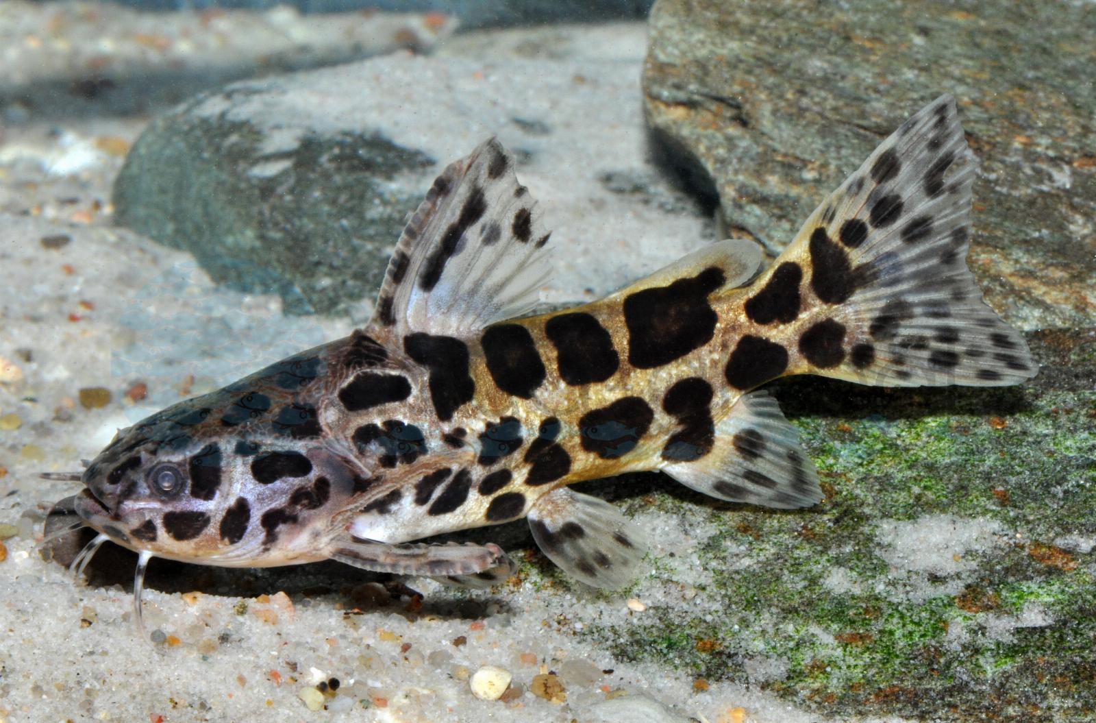 Jaguarwels (Liosomadoras oncinus)