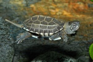 Chinesische Dreikielschildkröte