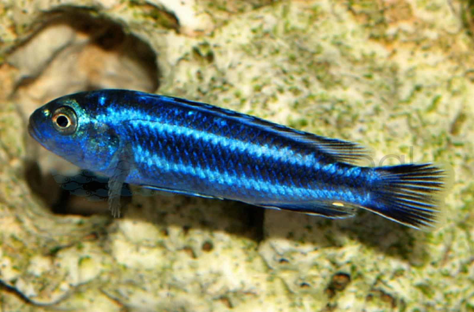 Kobaltorangebarsch (Melanochromis johannii)