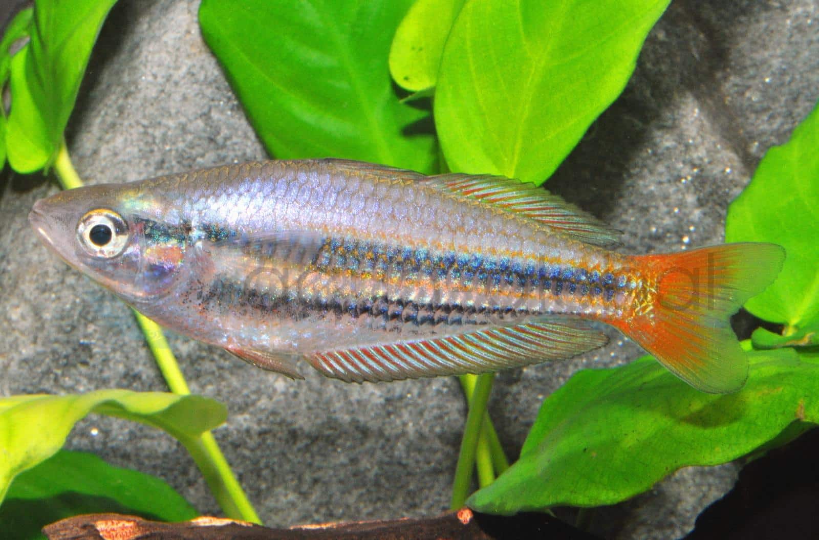 Juwelen-Regenbogenfisch (Melanotaenia australis)