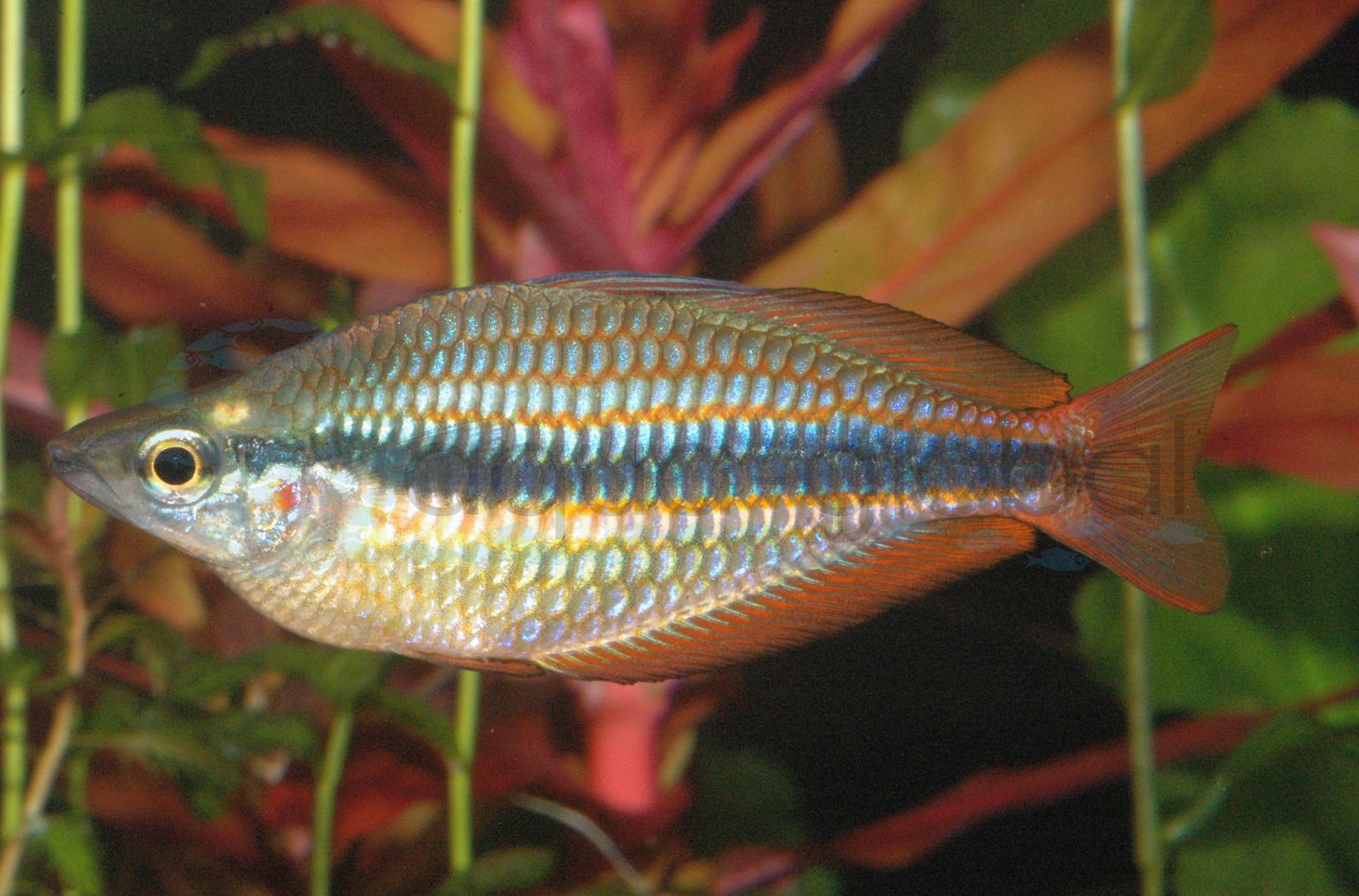 Gebänderter Regenbogenfisch (Melanotaenia trifasciata)