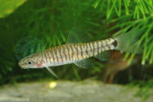 Tiger-Zwergschmerle