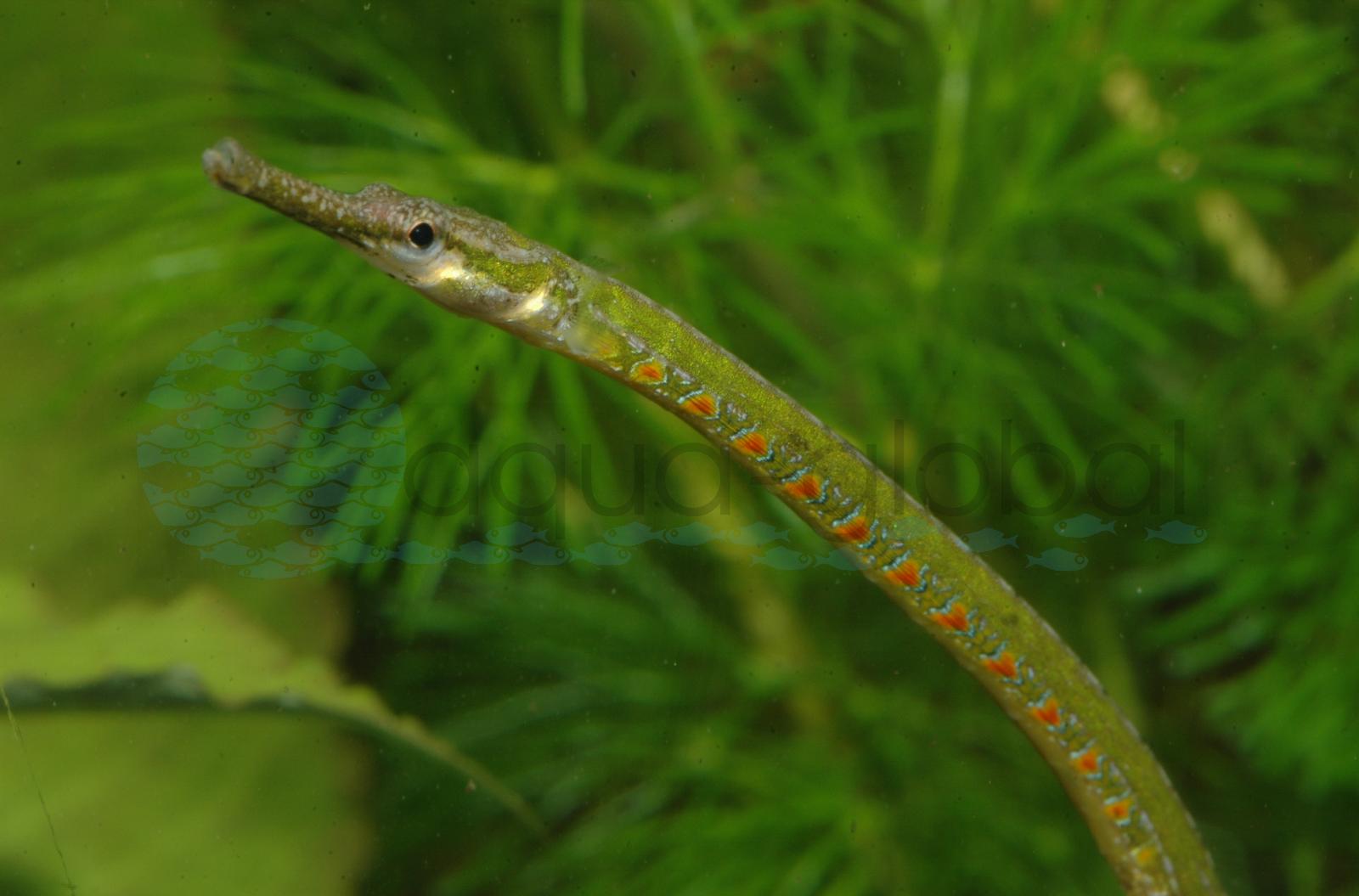 Regenbogen-Süßwassernadel (Microphis deocata)