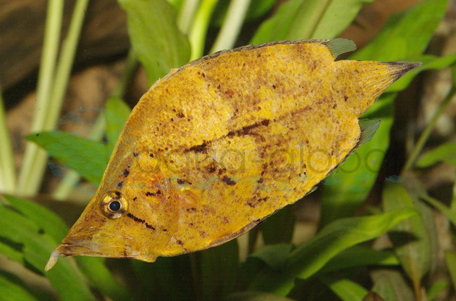 Blattfisch (Monocirrhus polyacanthus)