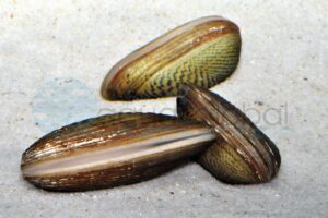 Muscheln