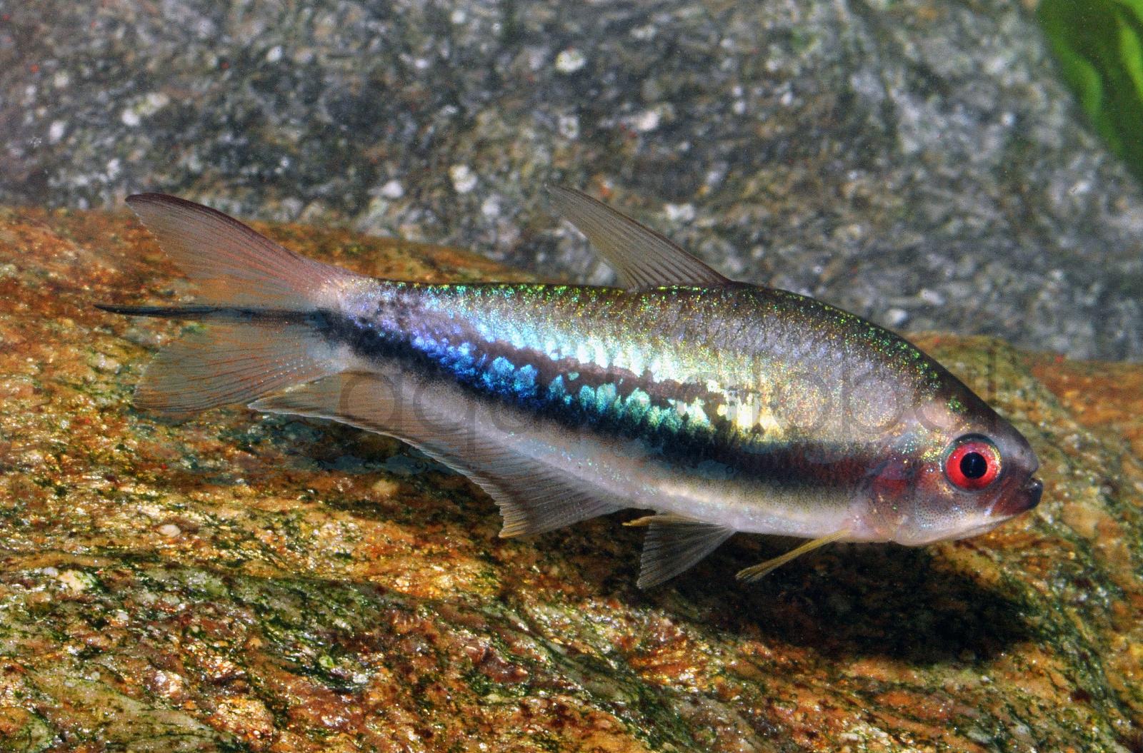 Regenbogen-Kaisersalmler (Nematobrycon lacortei)