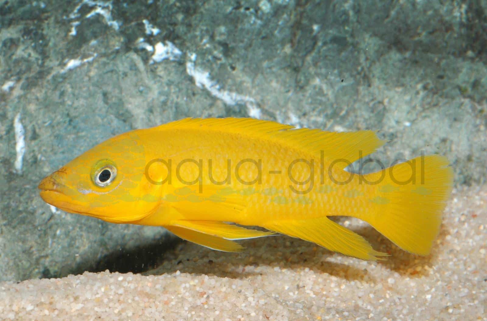 Tanganjica-Goldcichlide (Neolamprologus longior/leleupi)