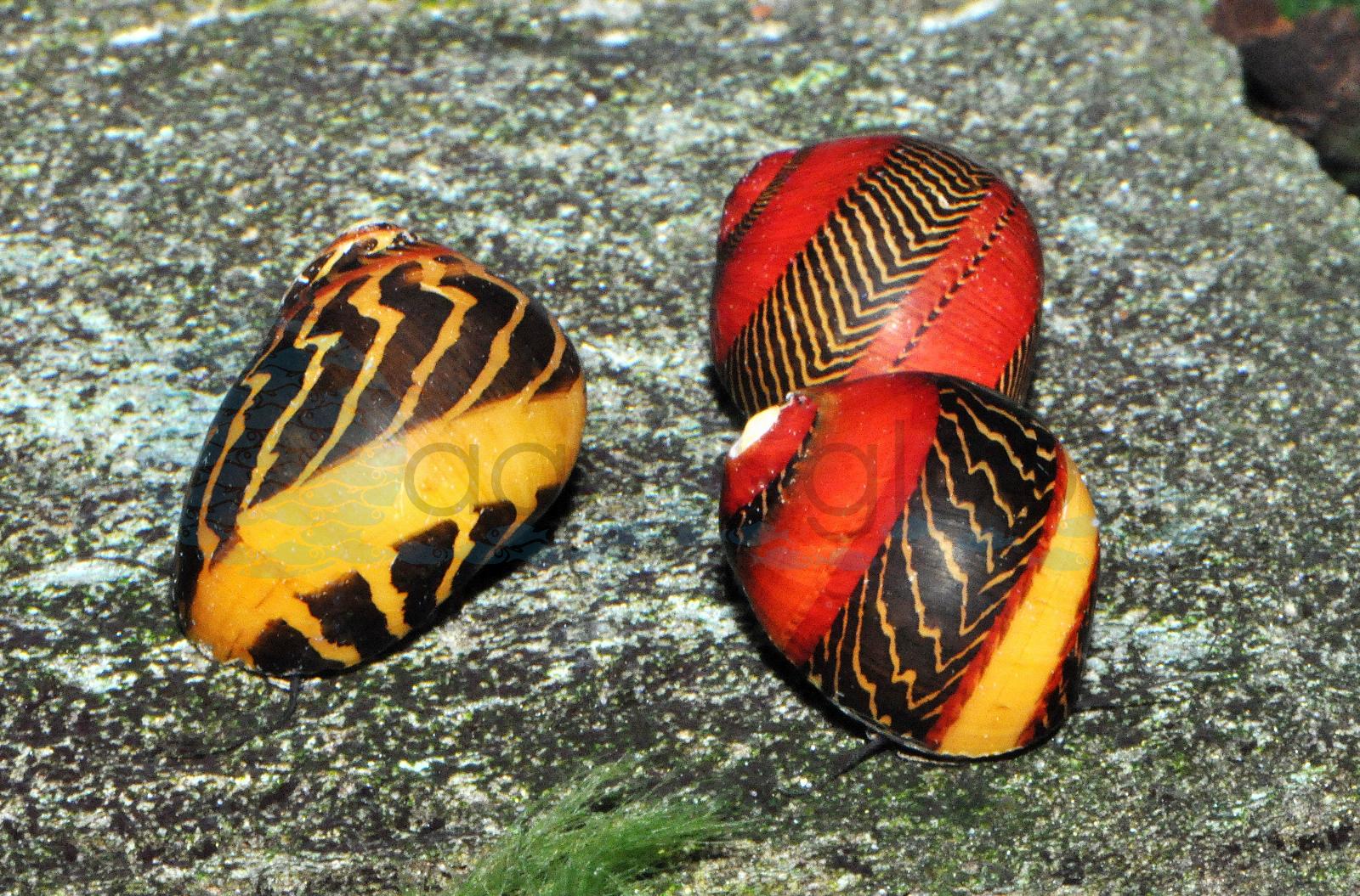 Timor-Vielfarben-Rennschnecke (Neritina waigiensis)