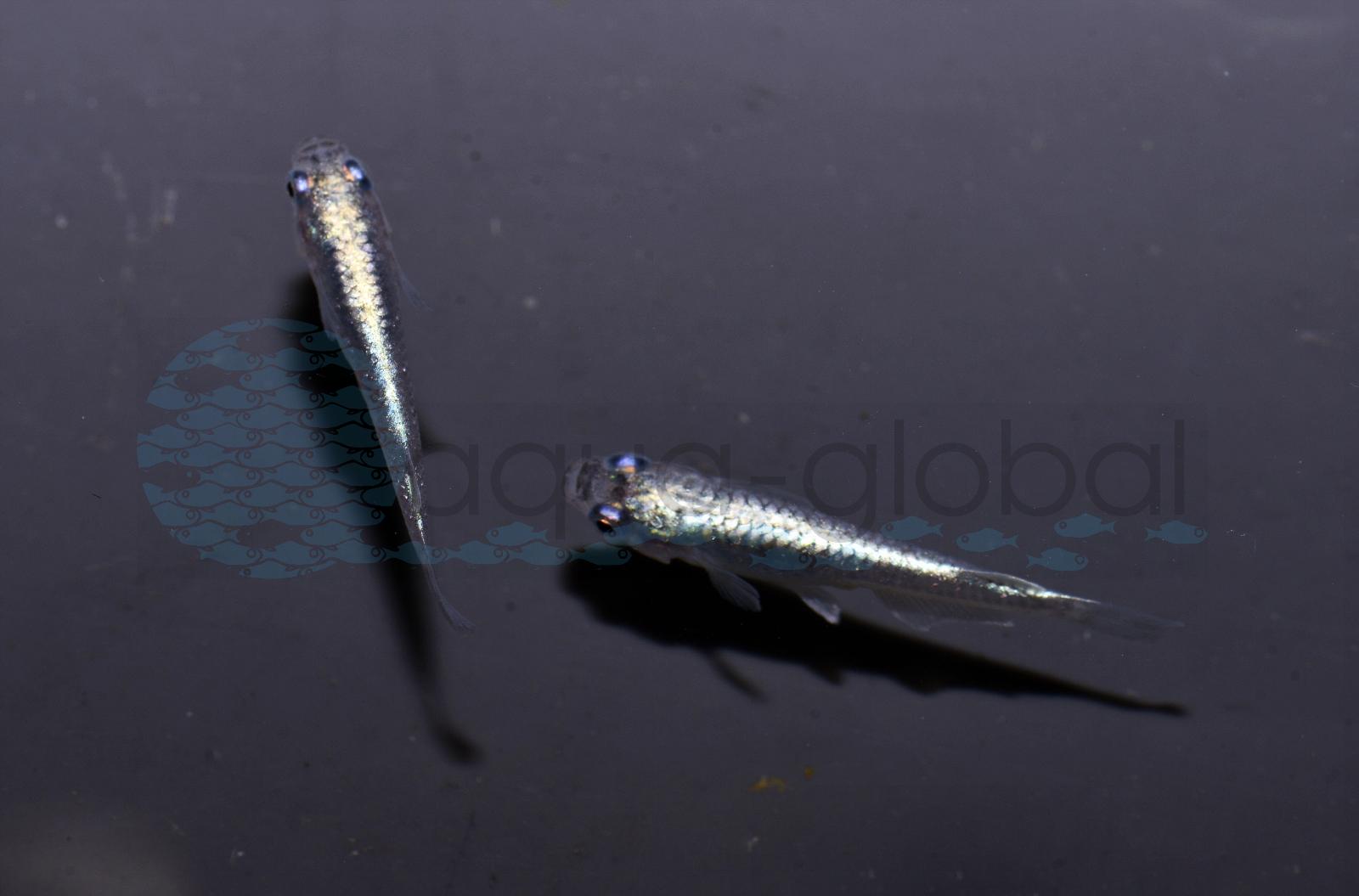 Medaka-Miyuki-Black (Oryzias latipes var. "Miyuki-Black")