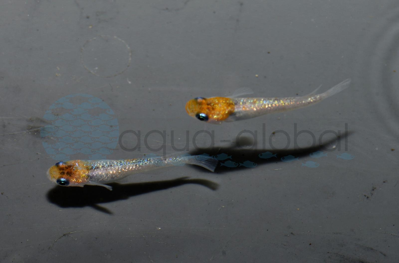 Medaka-Three-Colors-Lame (Oryzias latipes var. "Three-Colors-Lame")