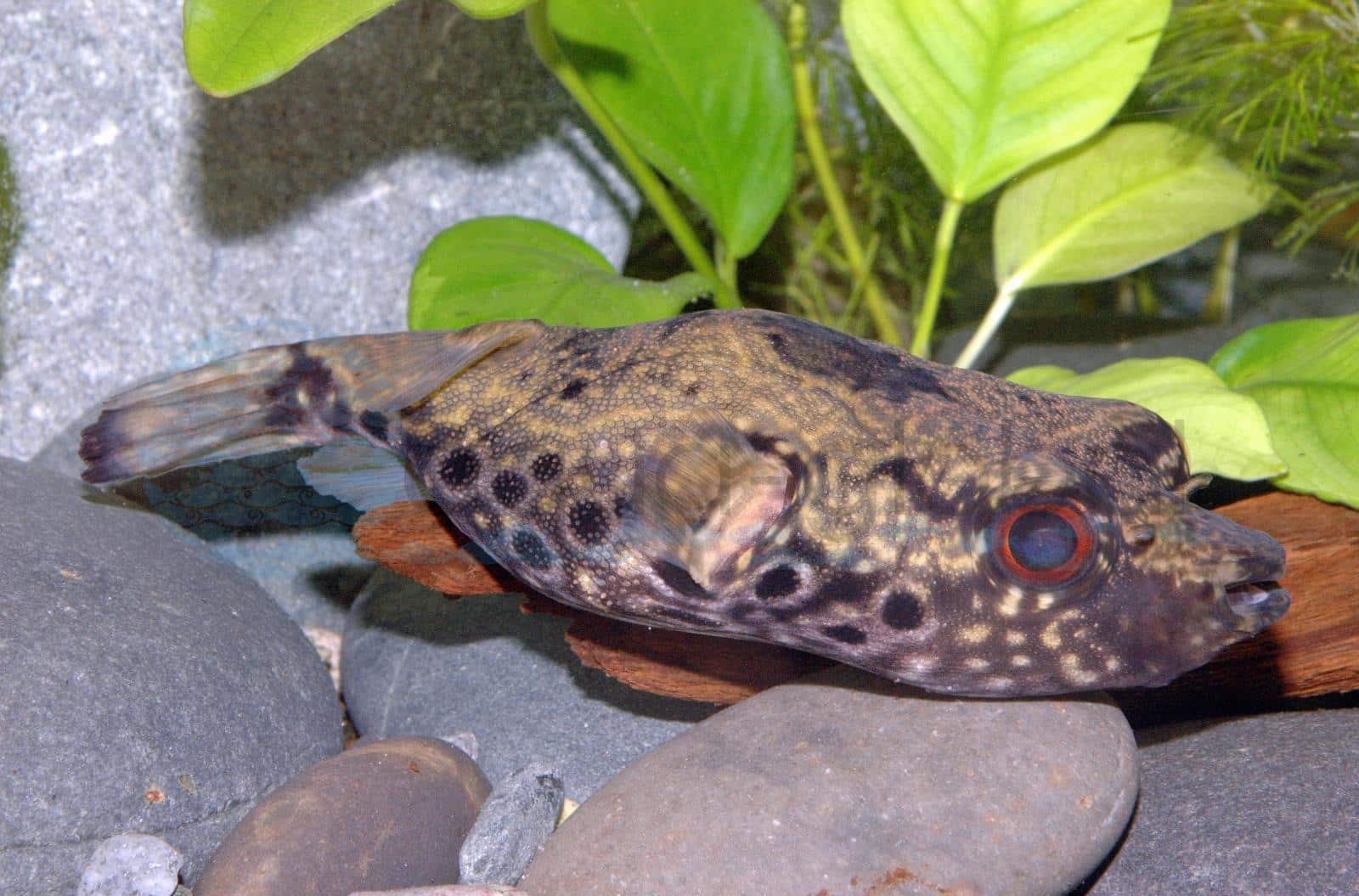 Echter Palembang-Kugelfisch (Pao palembangensis (Süßwasser))