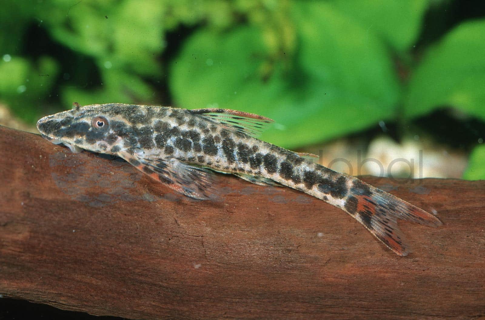 Rotflossen-Ohrgittersaugwels (Parotocinclus maculicauda)