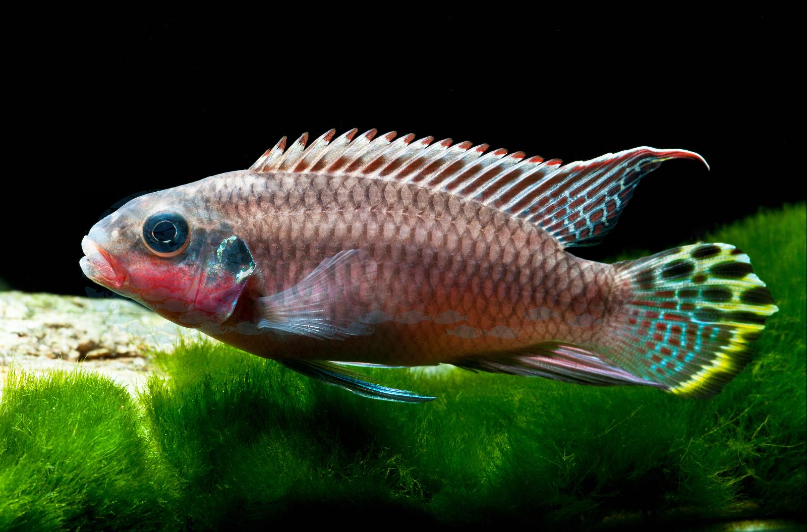 Smaragd-Prachtbarsch-Nigeria-Rot (Pelvicachromis taeniatus "Nigeria-Rot")