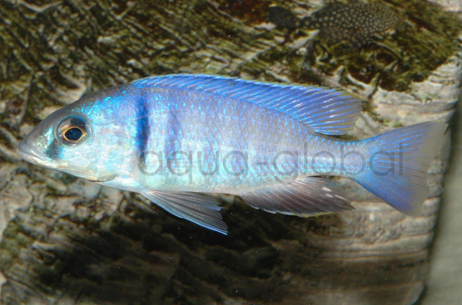 Elektra-Maulbrüter (Placidochromis elektra)