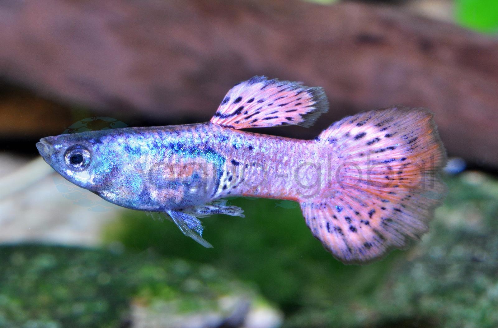 Guppy-Mann-Red-Metal-Lace (Poecilia reticulata "Red Metal Lace")
