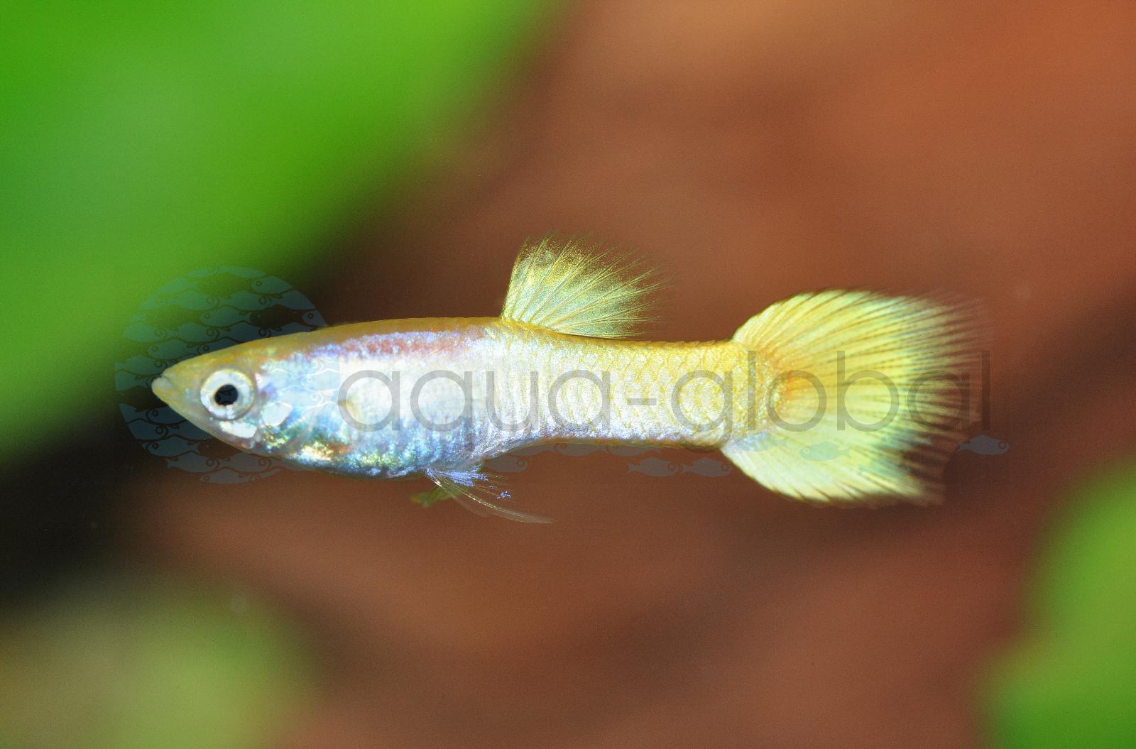 Endlers Guppy-Mann-Gold-Laser-Ray (Poecilia wingei "Gold-Laser-Ray")