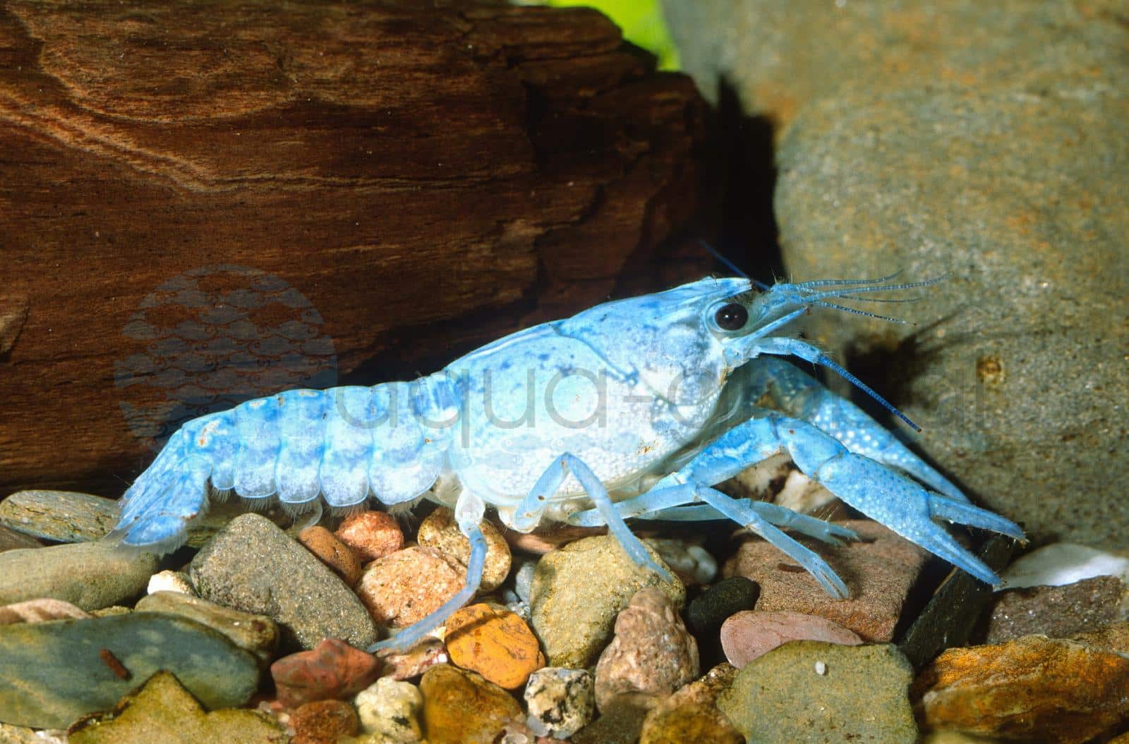 Blauer Floridakrebs (Procambarus alleni)