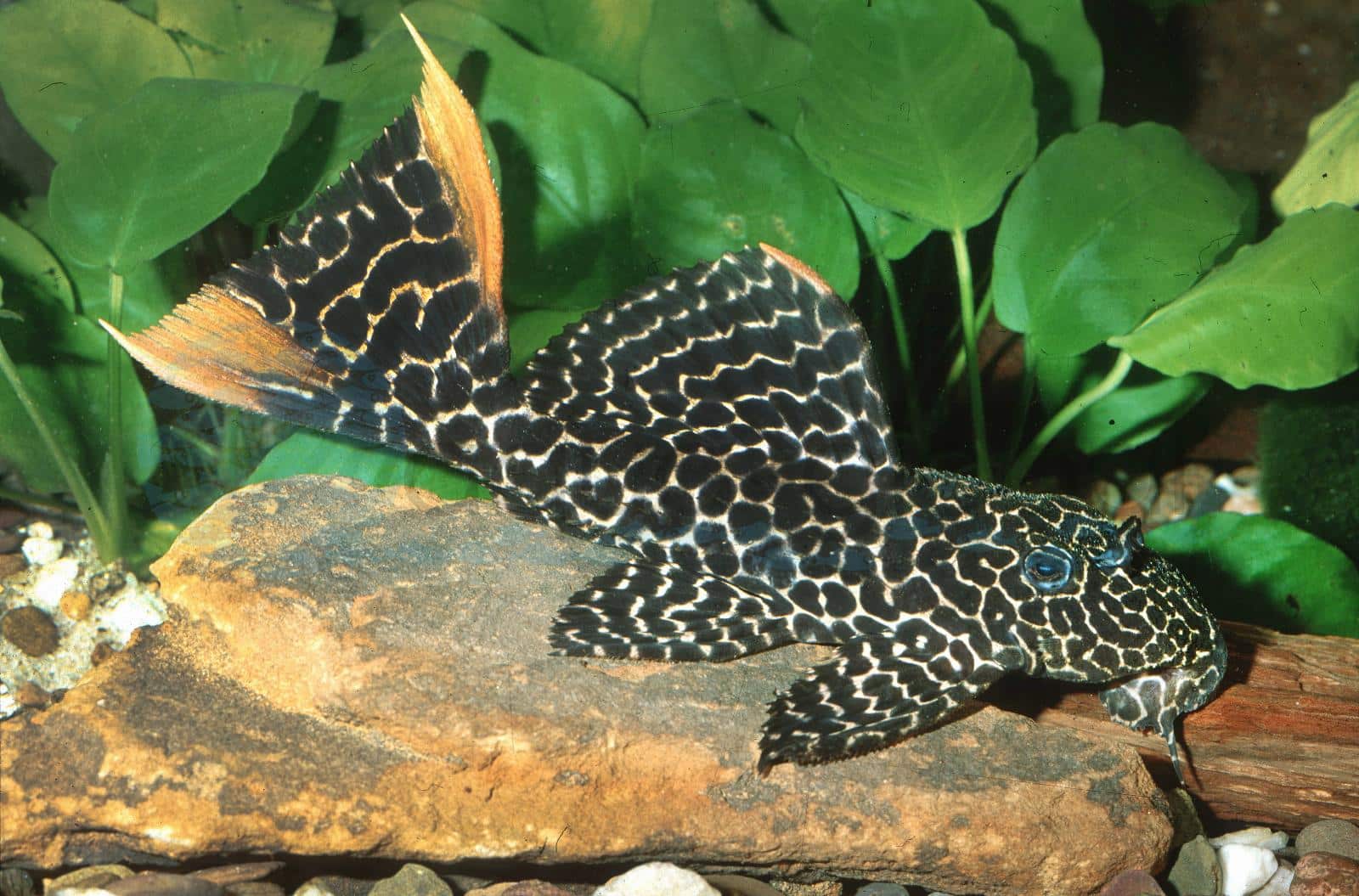 L 114 Leopard-Kaktuswels (Pseudacanthicus sp.)