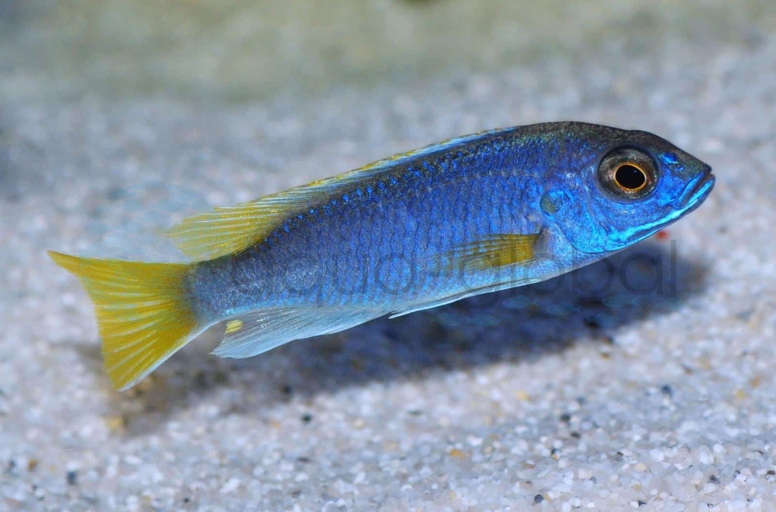 Blauer Gelbflossenmaulbrüter (Pseudotropheus sp. "Acei")