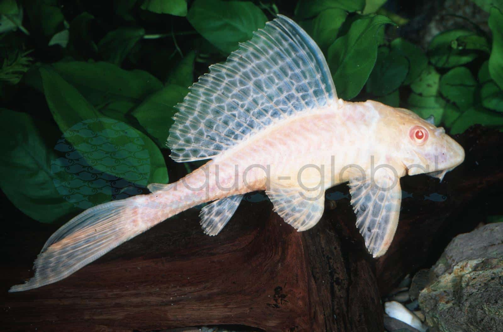 Wabenschilderwels-Albino (Pterygoplichthys gibbiceps "Albino")