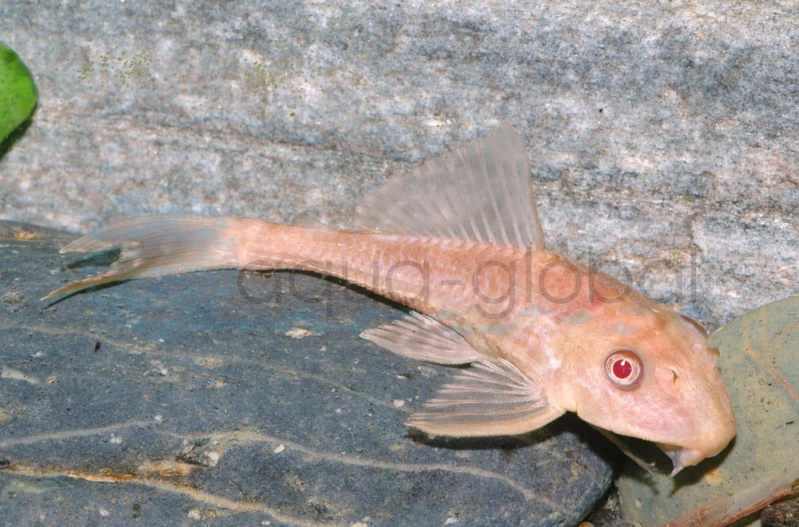 Schilderwels-Rot (Pterygoplichthys pardalis "Albino")