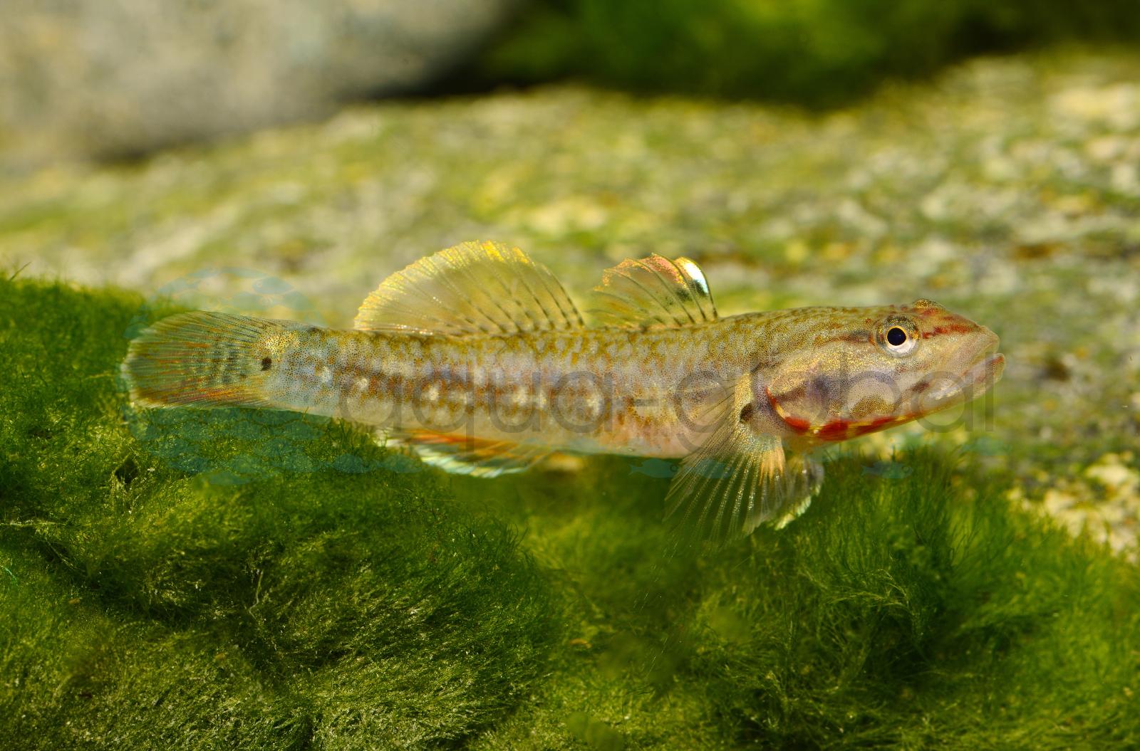 Blutkehl-Grundel (Rhinogobius sp. "Tuyen Quang")