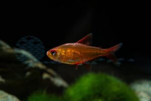 Salmler
