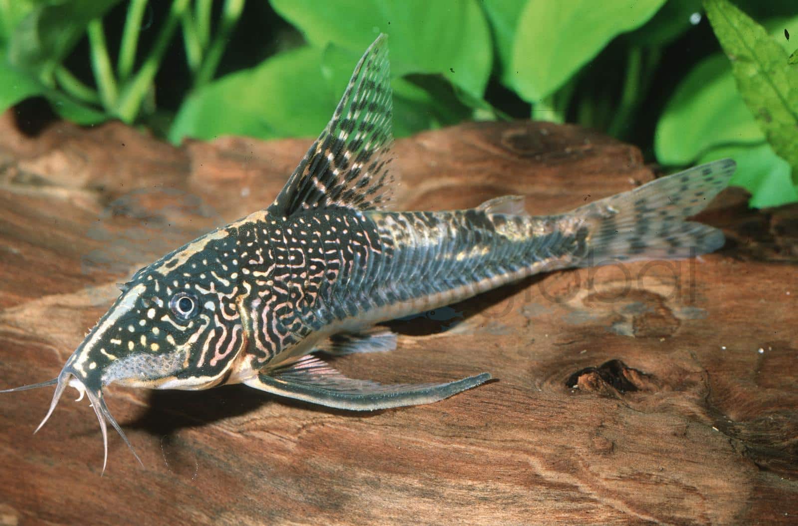 Schabracken-Panzerwels (Scleromystax barbatus)