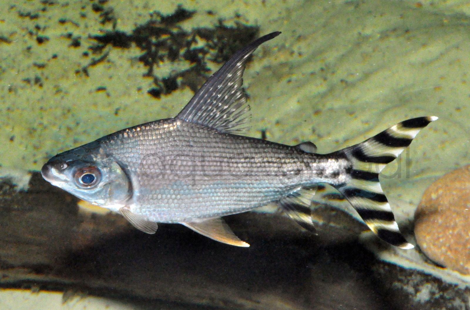 Hochflossen-Schwanzstreifensalmler (Semaprochilodus kneri)