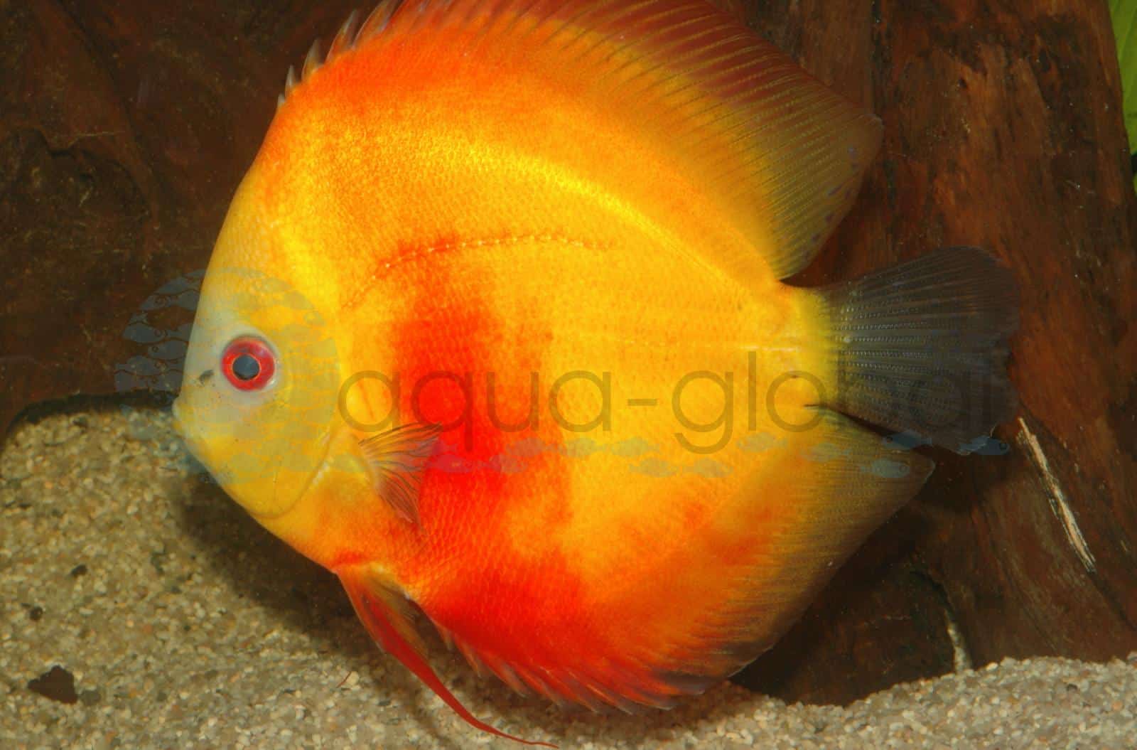 Diskus-Golden-Rainbow (Symphys. aequifasciatus "Golden Rainbow")